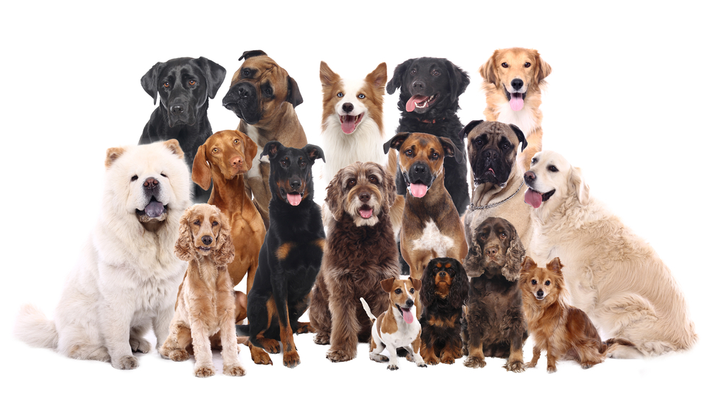 Quiz: qué raza de perro eres según tu personalidad